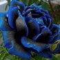 50 Pcs New Midnight Supreme Rose Bush Flower Seeds