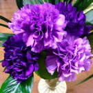 50 Pcs the Rarest Dianthus 'Purple Rain' Carnation Flower Seeds 50 Pcs the Rarest Dianthus 'Purple Rain' Carnation Flower Seeds