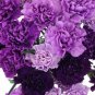 50 Pcs the Rarest Dianthus 'Purple Rain' Carnation Flower Seeds