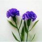50 Pcs the Rarest Dianthus 'Purple Rain' Carnation Flower Seeds