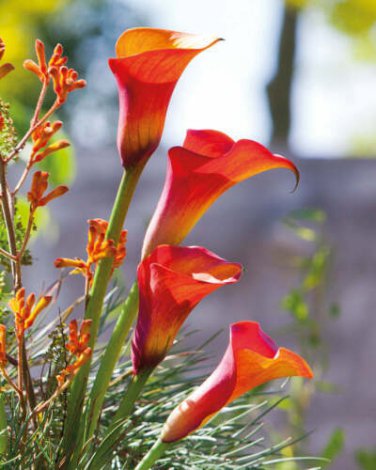 100 Pcs Rare Heirloom Bonsai Different Types of Calla Lily Flower Seeds