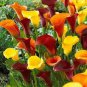 100 Pcs Rare Heirloom Bonsai Different Types of Calla Lily Flower Seeds