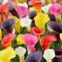 100 Pcs Rare Heirloom Bonsai Different Types of Calla Lily Flower Seeds