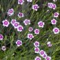 50 Pcs Very Rare Maiden Pink Dianthus Deltoides 'Arctic Fire' Carnation Flower Seeds