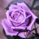 50 Pcs Yunnan Purple Rose Plant Seed
