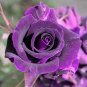 50 Pcs Yunnan Purple Rose Plant Seed