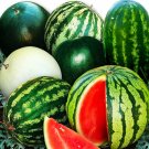 20 Pcs Heirloom Giant Baby Sweet Juicy Watermelon