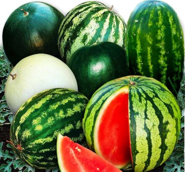 20 Pcs Heirloom Giant Baby Sweet Juicy Watermelon