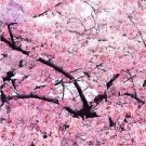 20 Pcs Heirloom Pink Beautiful Oriental Cherry Sakura Tree