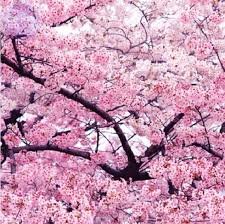 20 Pcs Heirloom Pink Beautiful Oriental Cherry Sakura Tree
