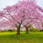 20 Pcs Heirloom Pink Beautiful Oriental Cherry Sakura Tree