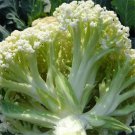 50 Pcs Heirloom Natural Health White Broccoli Cauliflower
