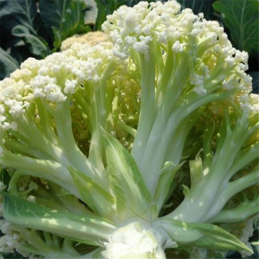 50 Pcs Heirloom Natural Health White Broccoli Cauliflower