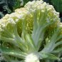 50 Pcs Heirloom Natural Health White Broccoli Cauliflower