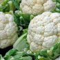 50 Pcs Heirloom Natural Health White Broccoli Cauliflower