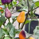30 Pcs Heirloom Colorful Pot Tabasco Hot Pepper