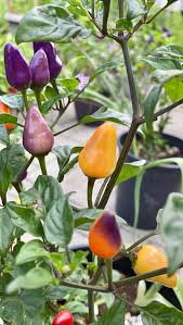 30 Pcs Heirloom Colorful Pot Tabasco Hot Pepper
