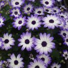 30 Pcs Heirloom Florist's Cineraria F1 Flower Seeds(Pericallis hybrida) Brown Heart White