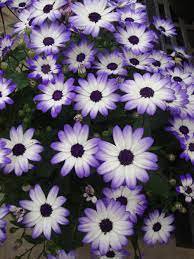 30 Pcs Heirloom Florist's Cineraria F1 Flower Seeds(Pericallis hybrida) Brown Heart White