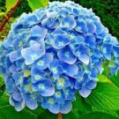 15 Pcs Rare Blue Bonsai Hydrangea Flower Perennial Plant 15 Pcs Rare Blue Bonsai Hydrangea Flower Perennial Plant