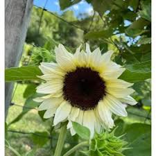 15 Pcs Moonshadow White Ornamental Sunflower Seed