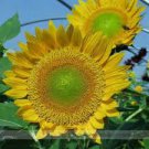 15 Pcs Sunbeam F1 Hybrid Ornamental Sunflower Seeds