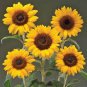 15 Pcs Sunbeam F1 Hybrid Ornamental Sunflower Seeds