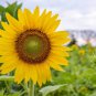 15 Pcs Sunbeam F1 Hybrid Ornamental Sunflower Seeds