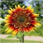 15 Pcs The Joker Beautiful Bicolor Ornamental Sunflower Seeds