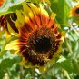 15 Pcs The Joker Beautiful Bicolor Ornamental Sunflower Seeds