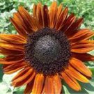 15 Pcs Terracotta Sunflower Seeds