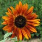 15 Pcs Terracotta Sunflower Seeds