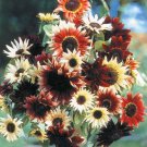 15 Pcs Bohemian Phapsody F1 Sunflower Seeds