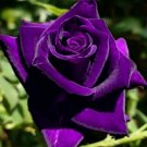 50 Pcs Purple Red Rose Flower Rarest Rose Garden Seed 50 Pcs Purple Red Rose Flower Rarest Rose Garden Seed