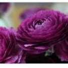 20 Pcs 'Zi Yuren' Dark Purple Ranunculus Asiaticus Perennial Flower Seeds