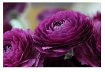 20 Pcs 'Zi Yuren' Dark Purple Ranunculus Asiaticus Perennial Flower Seeds