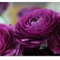 20 Pcs 'Zi Yuren' Dark Purple Ranunculus Asiaticus Perennial Flower Seeds