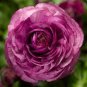 20 Pcs 'Zi Yuren' Dark Purple Ranunculus Asiaticus Perennial Flower Seeds