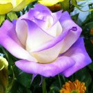 50 Pcs Heirloom Fleshcolor European Rose Flower Seeds 50 Pcs Heirloom Fleshcolor European Rose Flower Seeds