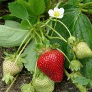 100 Pcs Merlan F1 Strawberry Seeds