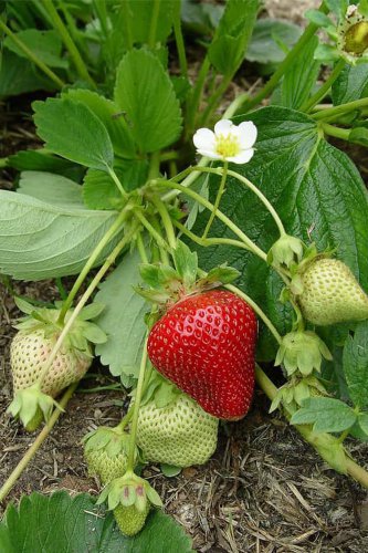 100 Pcs Merlan F1 Strawberry Seeds