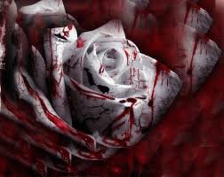 50 Pcs The Rarest White Blood Rose Plant Flower True Seeds