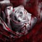 50 Pcs The Rarest White Blood Rose Plant Flower True Seeds
