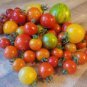 100 Pcs TM Mixed Heirloom 9 Types Edible Cherry Tomato Seeds