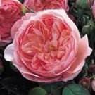 50 Pcs Rare Dark Pink Cupped Flat Double Bloom Rose Shrub Flower Seeds 50 Pcs Rare Dark Pink Cupped Flat Double Bloom Rose Shrub Flower Seeds