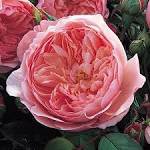 50 Pcs Rare Dark Pink Cupped Flat Double Bloom Rose Shrub Flower Seeds