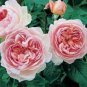 50 Pcs Rare Dark Pink Cupped Flat Double Bloom Rose Shrub Flower Seeds