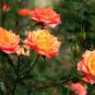 50 Pcs Rare 'Carding Mill' Orange Rose Shrub with Fragrant Flower Seeds