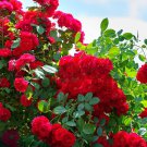 50 Pcs Heirloom Big Blooming Red Green Rose Bush Flower Seeds 50 Pcs Heirloom Big Blooming Red Green Rose Bush Flower Seeds