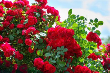 50 Pcs Heirloom Big Blooming Red Green Rose Bush Flower Seeds